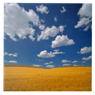 USA, Washington State, Colfax. Ripe barley meets Tile
