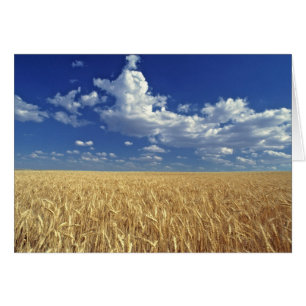 USA, Washington State, Colfax. Ripe wheat