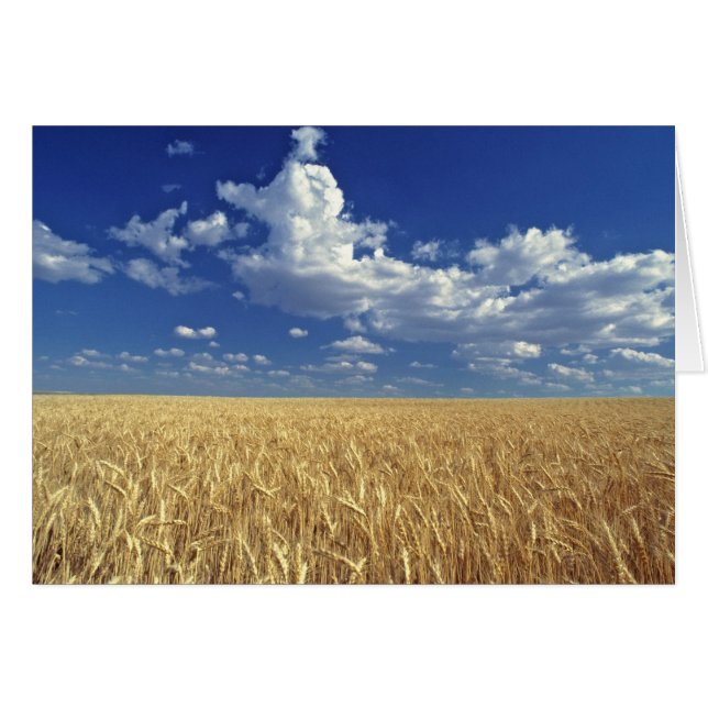 USA, Washington State, Colfax. Ripe wheat (Front Horizontal)