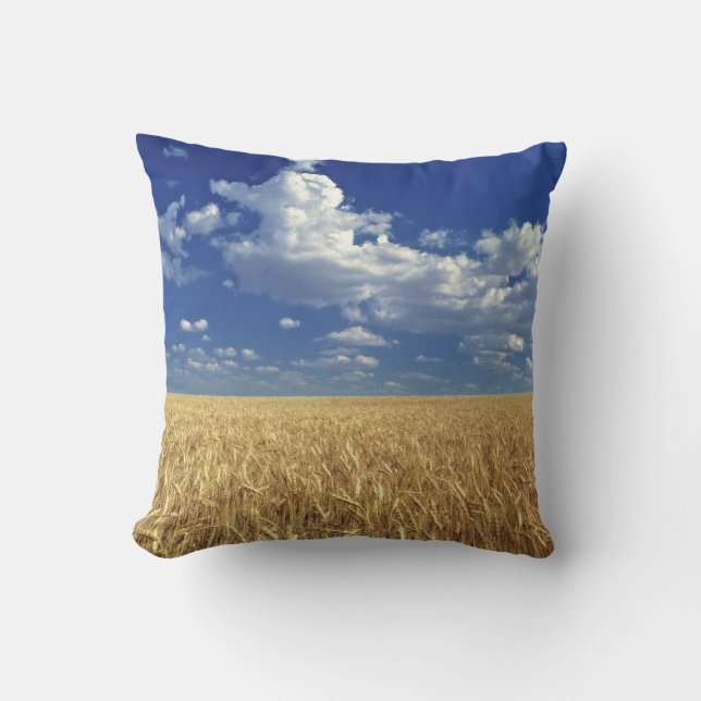 USA, Washington State, Colfax. Ripe wheat Cushion (Front)