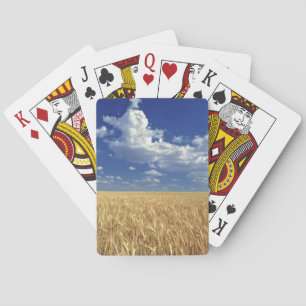USA, Washington State, Colfax. Ripe wheat Playing Cards