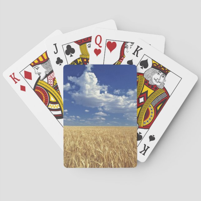 USA, Washington State, Colfax. Ripe wheat Playing Cards (Back)