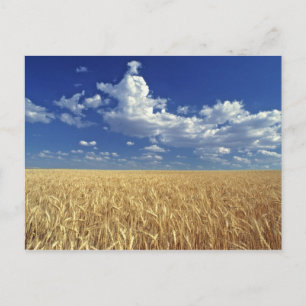 USA, Washington State, Colfax. Ripe wheat Postcard