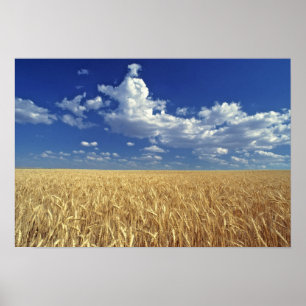 USA, Washington State, Colfax. Ripe wheat Poster
