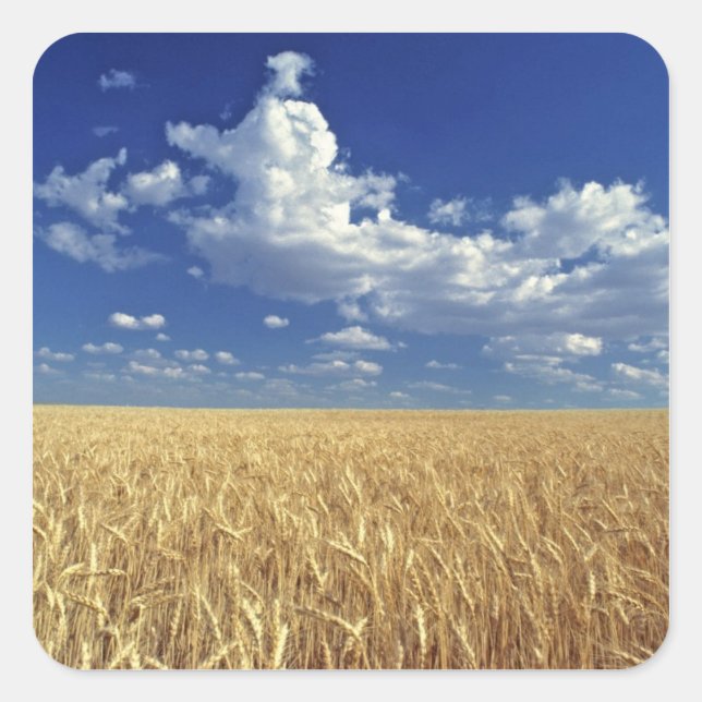 USA, Washington State, Colfax. Ripe wheat Square Sticker (Front)