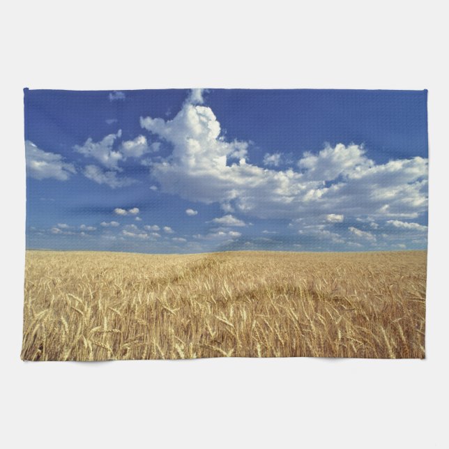 USA, Washington State, Colfax. Ripe wheat Tea Towel (Horizontal)