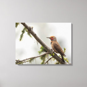 USA, Washington State. Male Northern Flicker 2 Canvas Print