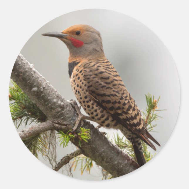 USA, Washington State. Male Northern Flicker 2 Classic Round Sticker (Front)
