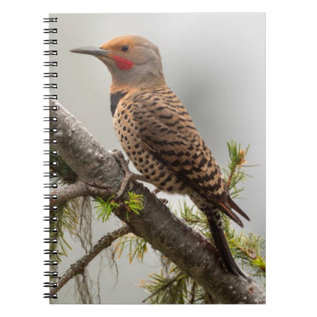 USA, Washington State. Male Northern Flicker 2 Notebook (Front)