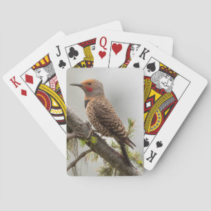 USA, Washington State. Male Northern Flicker 2 Playing Cards