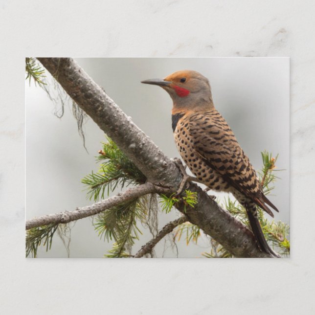 USA, Washington State. Male Northern Flicker 2 Postcard (Front)