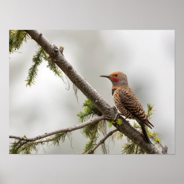 USA, Washington State. Male Northern Flicker 2 Poster (Front)