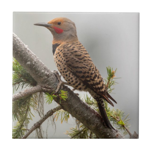 USA, Washington State. Male Northern Flicker 2 Tile (Front)