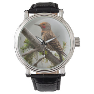 USA, Washington State. Male Northern Flicker 2 Watch