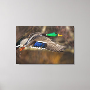 USA, Washington State, Mallard, male, flight. Canvas Print