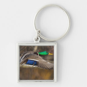 USA, Washington State, Mallard, male, flight. Key Ring