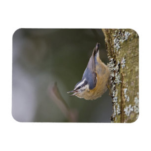 USA, Washington State, Red-brested Nuthatch, Magnet