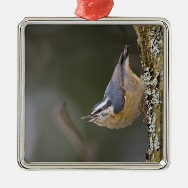 USA, Washington State, Red-brested Nuthatch, Metal Tree Decoration (Front)