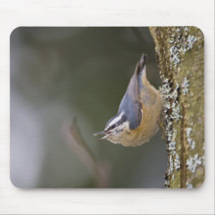 USA, Washington State, Red-brested Nuthatch, Mouse Mat