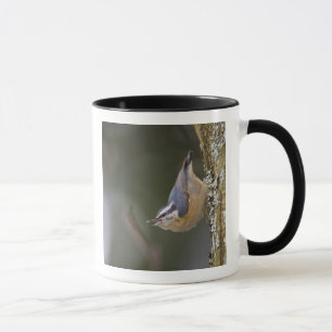 USA, Washington State, Red-brested Nuthatch, Mug