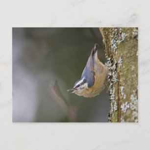 USA, Washington State, Red-brested Nuthatch, Postcard