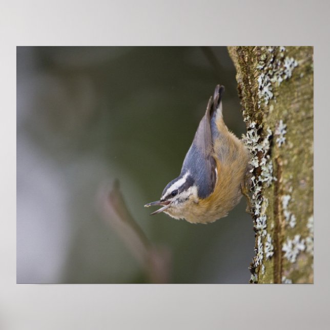 USA, Washington State, Red-brested Nuthatch, Poster (Front)