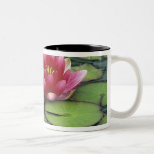USA, Washington State, Seattle. Water lily and Two-Tone Coffee Mug