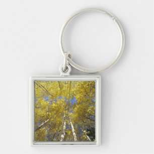 USA, Washington, Stevens Pass Fall-coloured aspen Key Ring