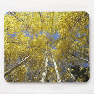 USA, Washington, Stevens Pass Fall-coloured aspen Mouse Mat