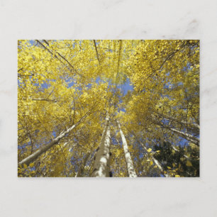 USA, Washington, Stevens Pass Fall-coloured aspen Postcard