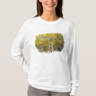 USA, Washington, Stevens Pass Fall-coloured aspen T-Shirt