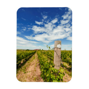 USA, Washington, Walla Walla. Cabernet Sauvignon Magnet