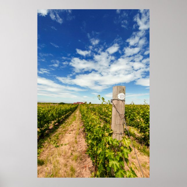 USA, Washington, Walla Walla. Cabernet Sauvignon Poster (Front)