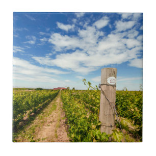USA, Washington, Walla Walla. Cabernet Sauvignon Tile