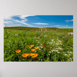 USA, Washington, Walla Walla. Wildflowers Poster