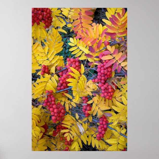 USA, Washington, Western Mountain Ash, Okanogan Poster (Front)