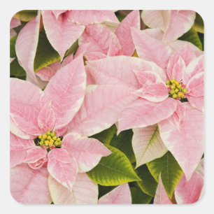 USA, Washington, Woodinville, Molbak's Nursery, 4 Square Sticker