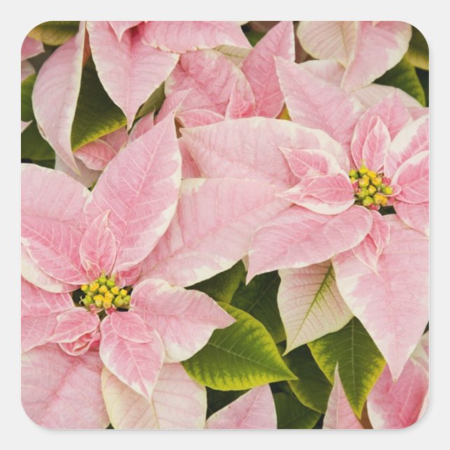 USA, Washington, Woodinville, Molbak's Nursery, 4 Square Sticker (Front)