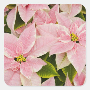 USA, Washington, Woodinville, Molbak's Nursery, 4 Square Sticker