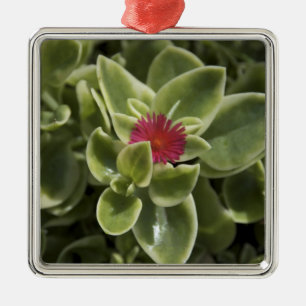 USA, Washington, Woodinville, Sedum flower Metal Tree Decoration