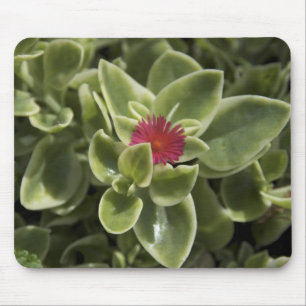 USA, Washington, Woodinville, Sedum flower Mouse Mat
