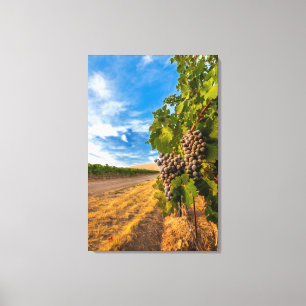 USA, Washington, Yakima Valley. Merlot Grapes Canvas Print