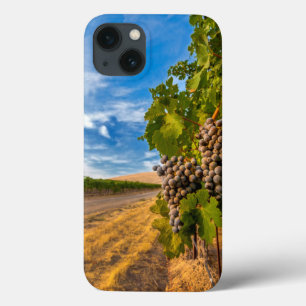 USA, Washington, Yakima Valley. Merlot Grapes iPhone 13 Case