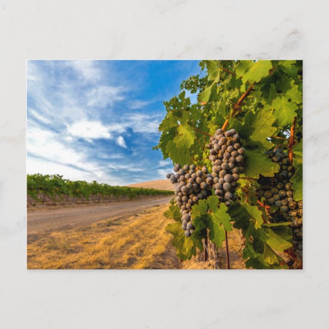 USA, Washington, Yakima Valley. Merlot Grapes Postcard (Front)