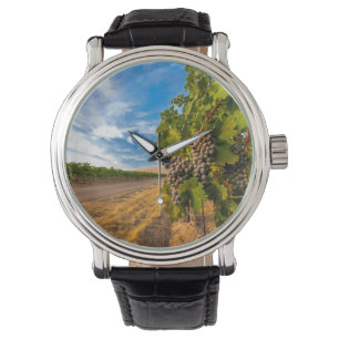 USA, Washington, Yakima Valley. Merlot Grapes Watch