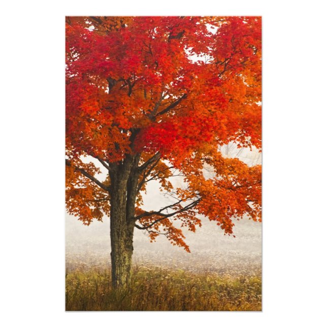 USA, West Virginia, Davis. Red maple in autumn Photo Print (Front)