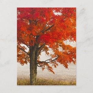 USA, West Virginia, Davis. Red maple in autumn Postcard