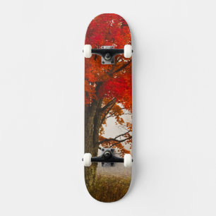 USA, West Virginia, Davis. Red maple in autumn Skateboard