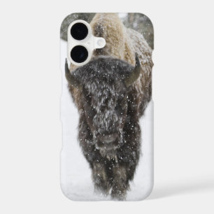 USA, WY, Yellowstone NP, American Bison (Bison