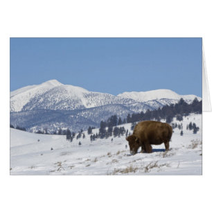 USA, WY, Yellowstone NP, American Bison Bison